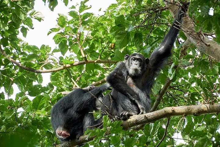 Chimpanzees on a tree